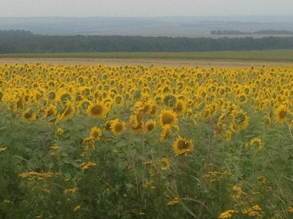 From Paul Sonne's Twitter:  Next to the crash site, the most beautiful field of sunflowers swaying in the summer wind. #MH17